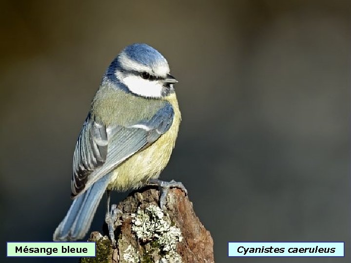 Mésange bleue Cyanistes caeruleus 