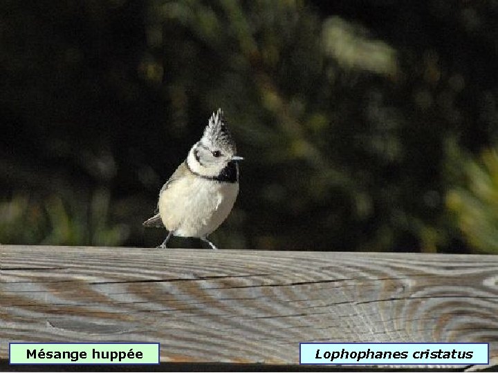 Mésange huppée Lophophanes cristatus 