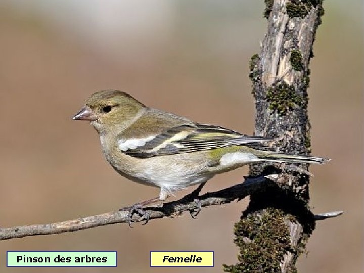 Pinson des arbres Femelle 