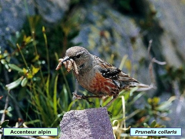 Accenteur alpin Prunella collaris 