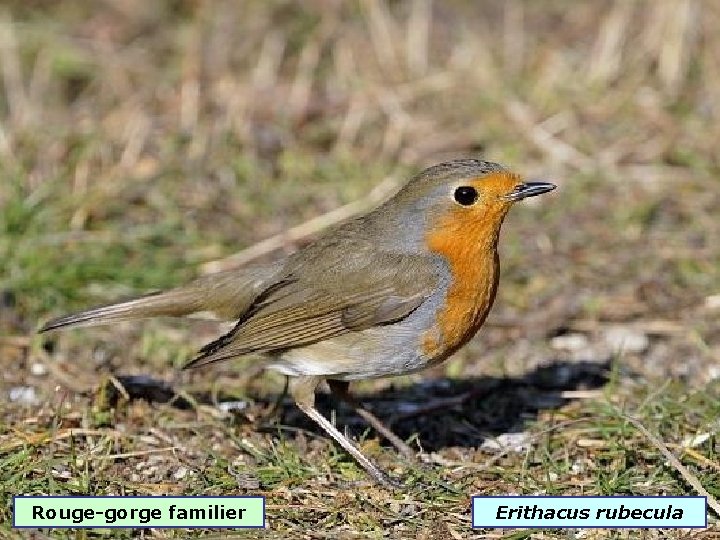 Rouge-gorge familier Erithacus rubecula 