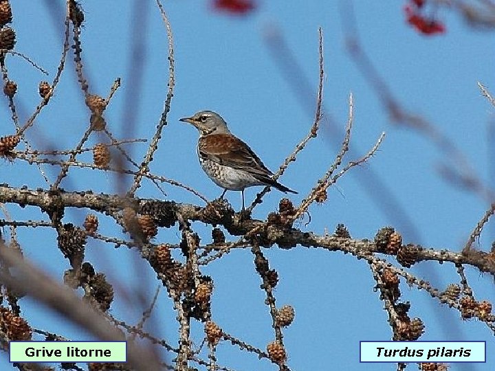 Grive litorne Turdus pilaris 