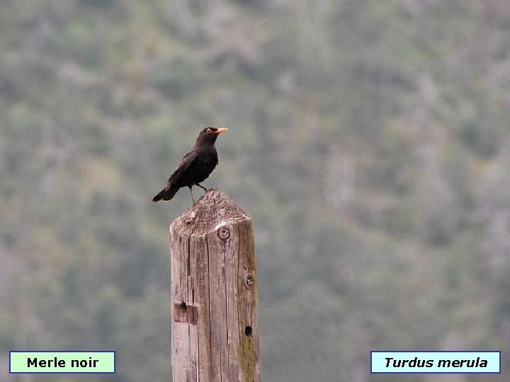 Merle noir Turdus merula 