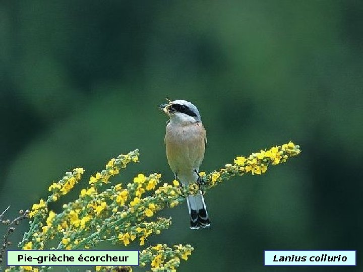 Pie-grièche écorcheur Lanius collurio 