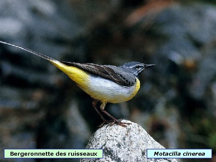 Bergeronnette des ruisseaux Motacilla cinerea 