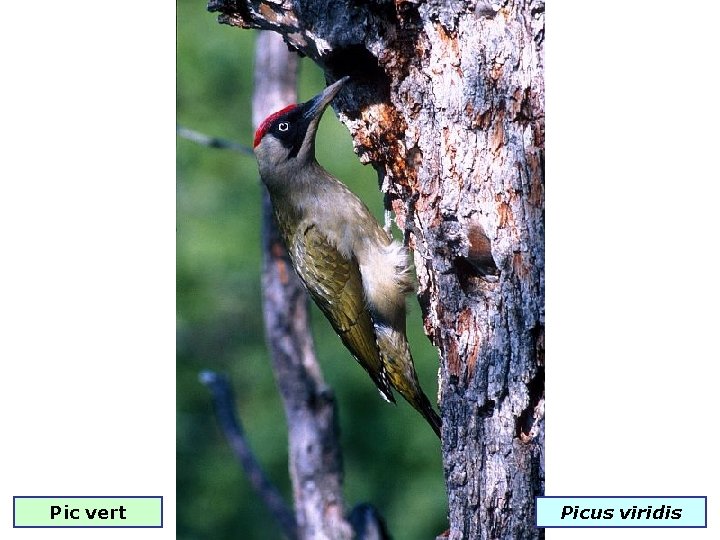 Pic vert Picus viridis 