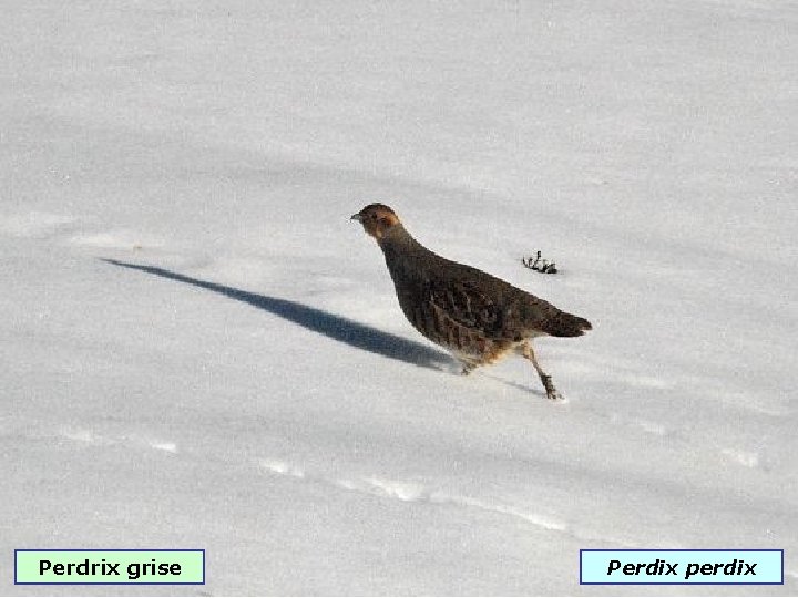 Perdrix grise Perdix perdix 