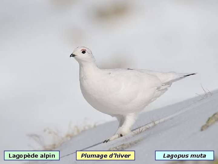 Lagopède alpin Plumage d’hiver Lagopus muta 