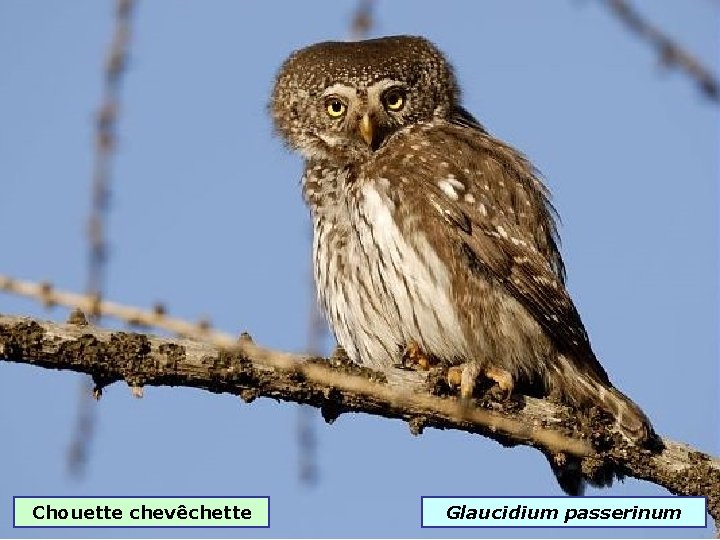 Chouette chevêchette Glaucidium passerinum 