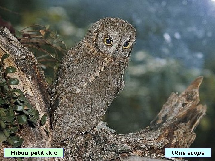 Hibou petit duc Otus scops 