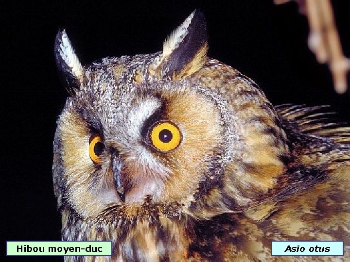 Hibou moyen-duc Asio otus 