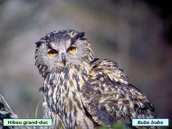 Hibou grand-duc Bubo bubo 