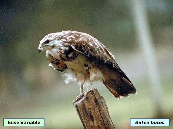 Buse variable Buteo buteo 