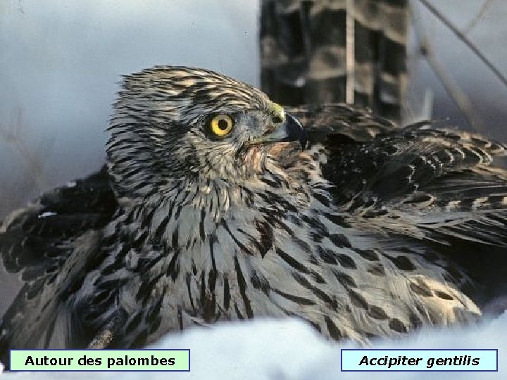 Autour des palombes Accipiter gentilis 