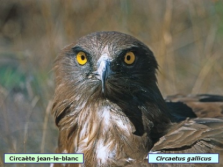 Circaète jean-le-blanc Circaetus gallicus 