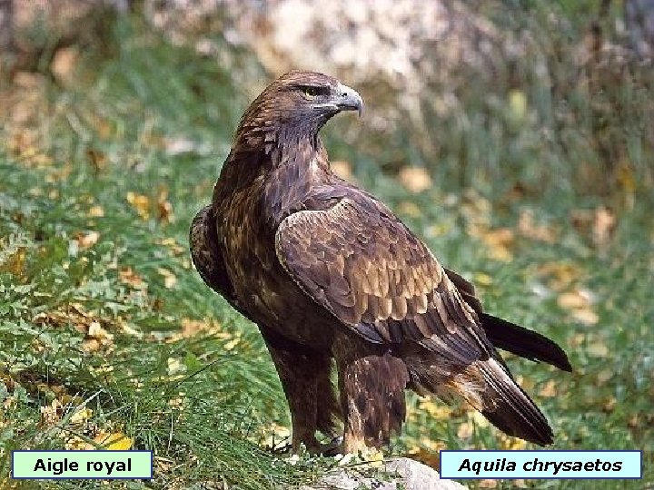 Aigle royal Aquila chrysaetos 