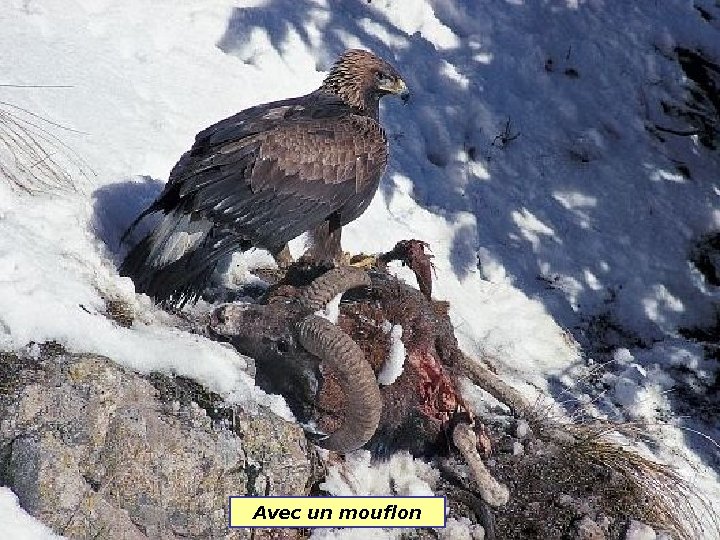 Avec un mouflon 