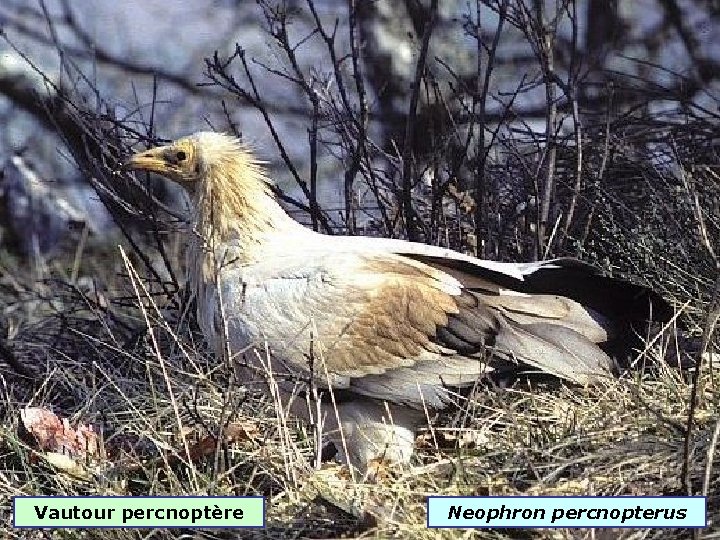 Vautour percnoptère Neophron percnopterus 