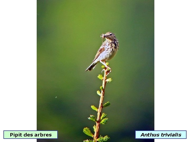 Pipit des arbres Anthus trivialis 