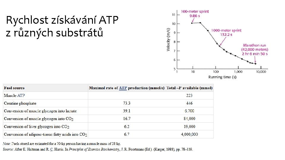 Rychlost získávání ATP z různých substrátů 