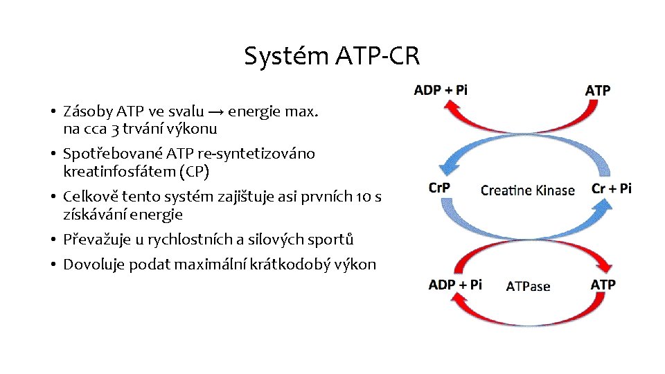 Systém ATP-CR • Zásoby ATP ve svalu → energie max. na cca 3 trvání