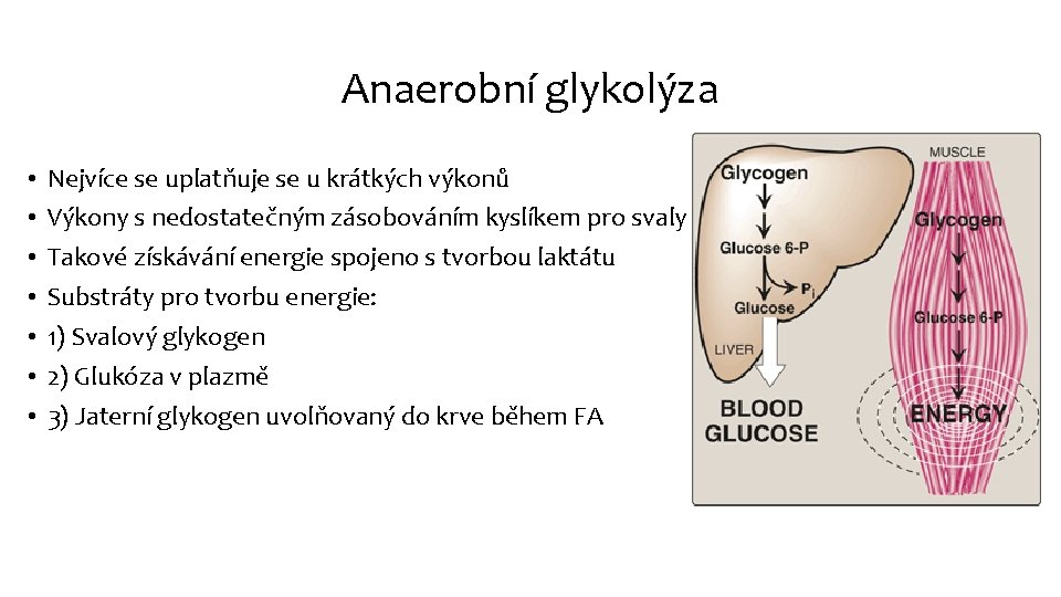 Anaerobní glykolýza • • Nejvíce se uplatňuje se u krátkých výkonů Výkony s nedostatečným