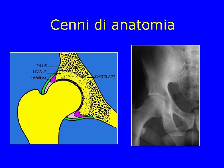 Cenni di anatomia Cenni di anatomia