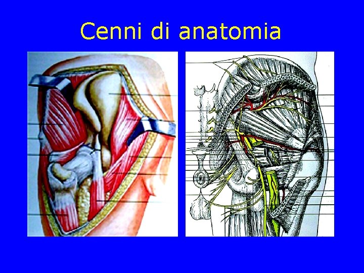 Cenni di anatomia Cenni di anatomia
