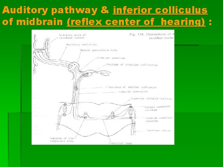 Auditory pathway & inferior colliculus of midbrain (reflex center of hearing) : 