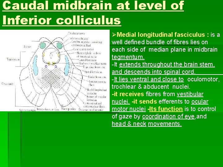 Caudal midbrain at level of Inferior colliculus ØMedial longitudinal fasciculus : is a well