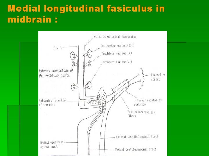 Medial longitudinal fasiculus in midbrain : 