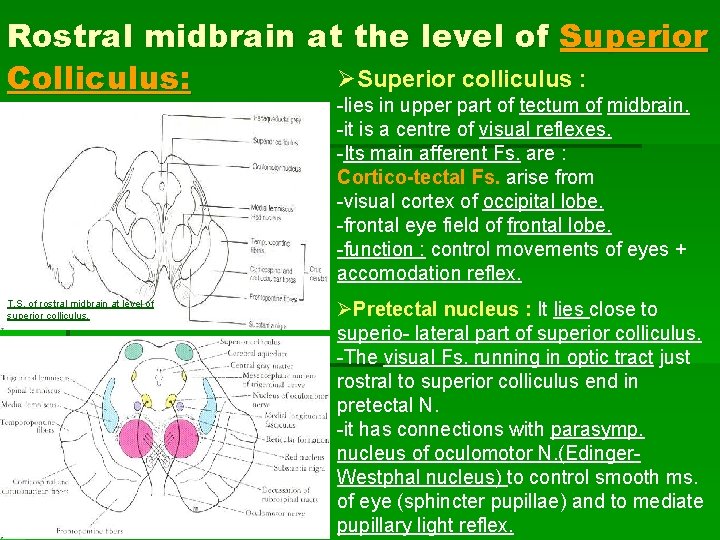Rostral midbrain at the level of Superior ØSuperior colliculus : Colliculus: -lies in upper