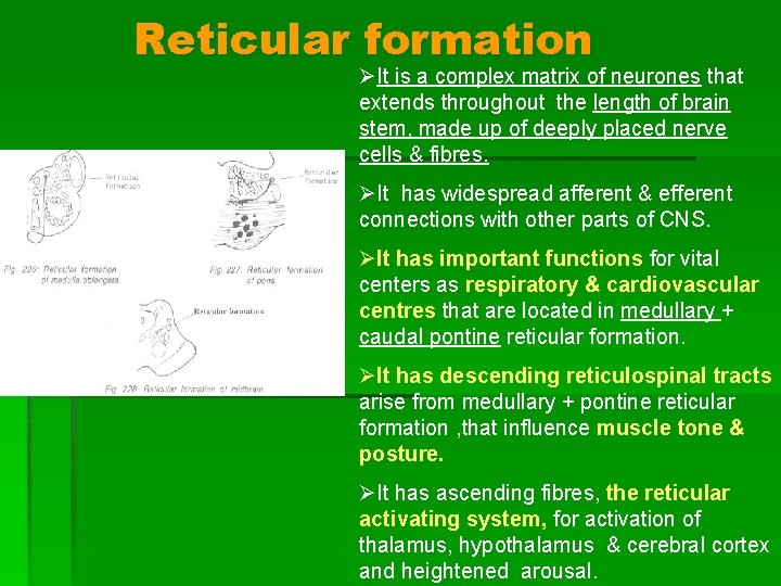 Reticular formation ØIt is a complex matrix of neurones that extends throughout the length