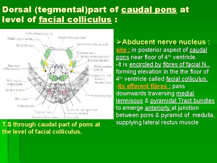 Dorsal (tegmental)part of caudal pons at level of facial colliculus : ØAbducent nerve nucleus