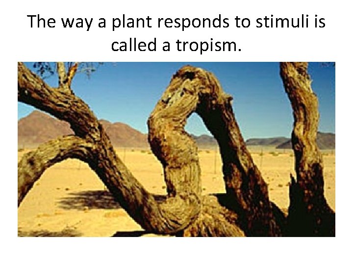 The way a plant responds to stimuli is called a tropism. 