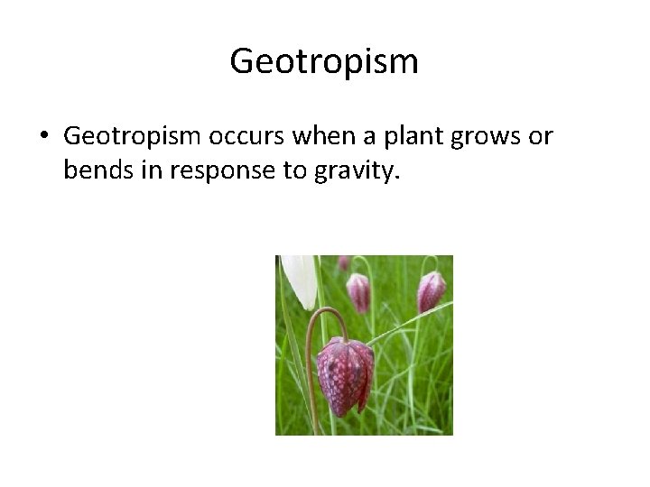 Geotropism • Geotropism occurs when a plant grows or bends in response to gravity.