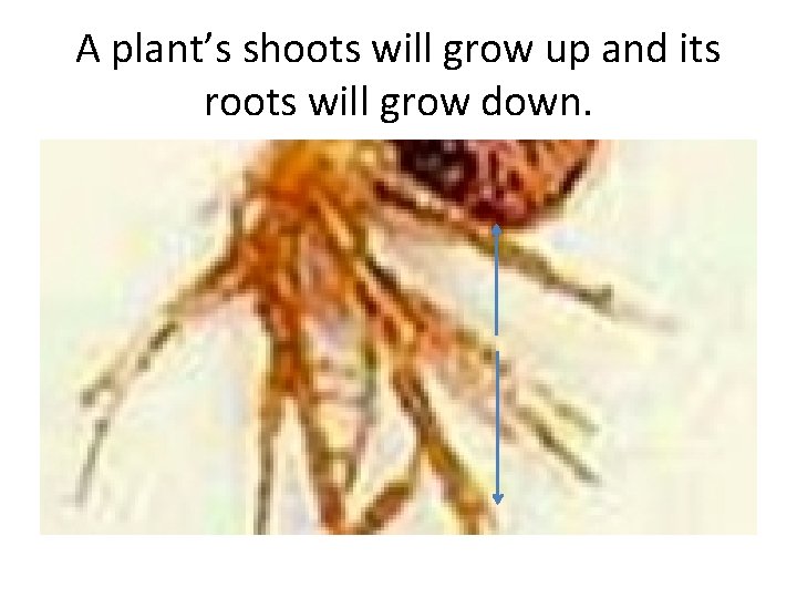 A plant’s shoots will grow up and its roots will grow down. 