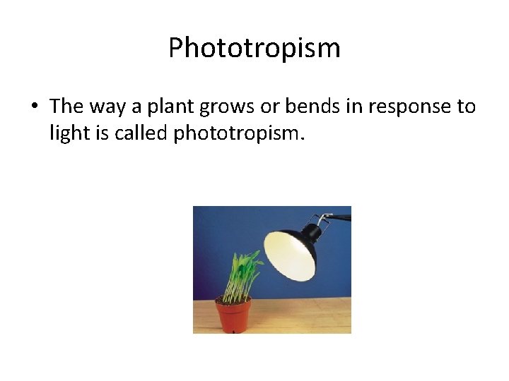 Phototropism • The way a plant grows or bends in response to light is