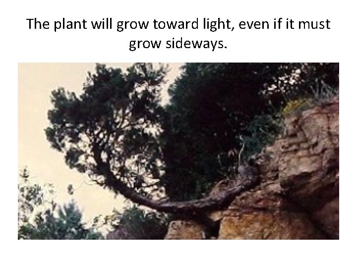 The plant will grow toward light, even if it must grow sideways. 