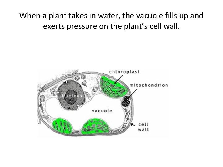 When a plant takes in water, the vacuole fills up and exerts pressure on