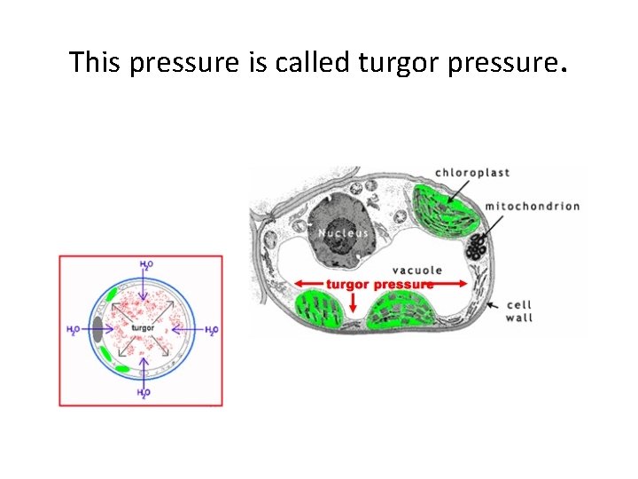 This pressure is called turgor pressure. 