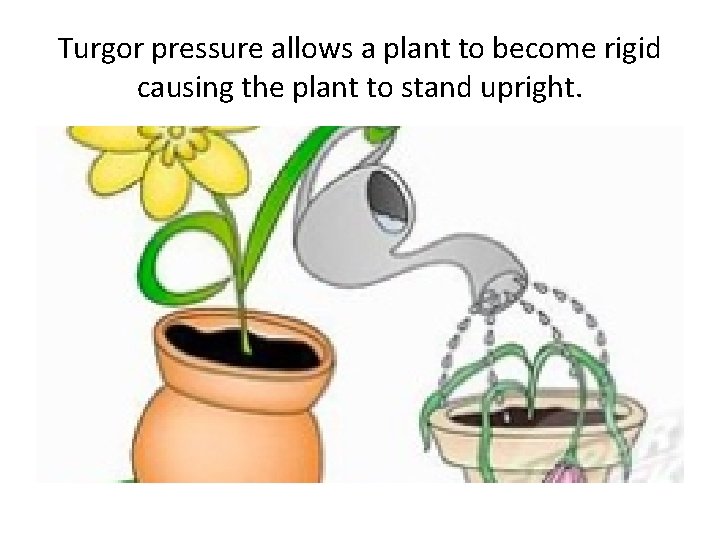 Turgor pressure allows a plant to become rigid causing the plant to stand upright.