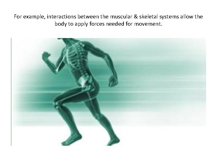 For example, interactions between the muscular & skeletal systems allow the body to apply