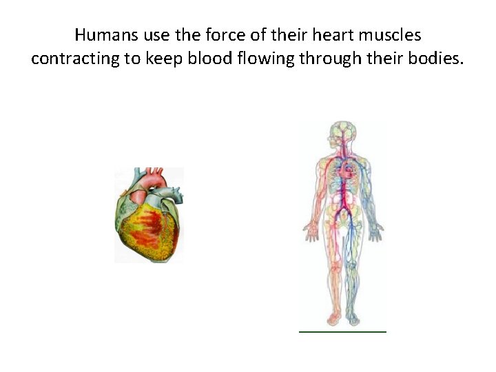 Humans use the force of their heart muscles contracting to keep blood flowing through