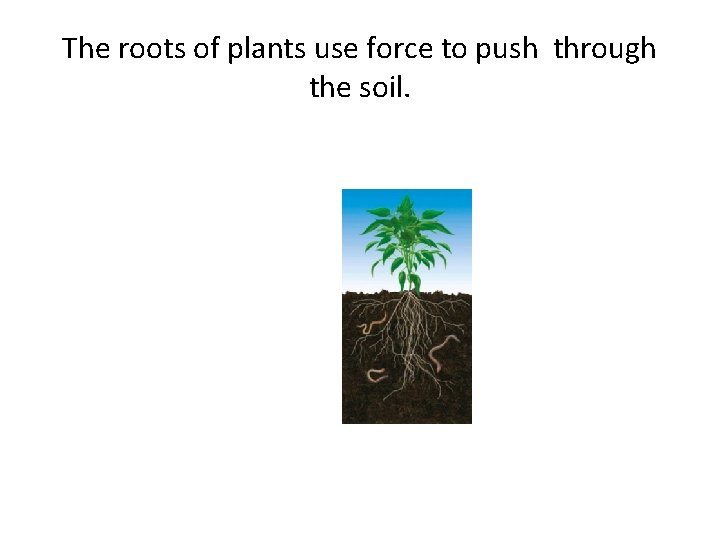 The roots of plants use force to push through the soil. 
