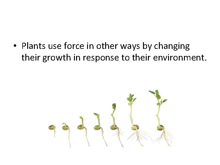  • Plants use force in other ways by changing their growth in response