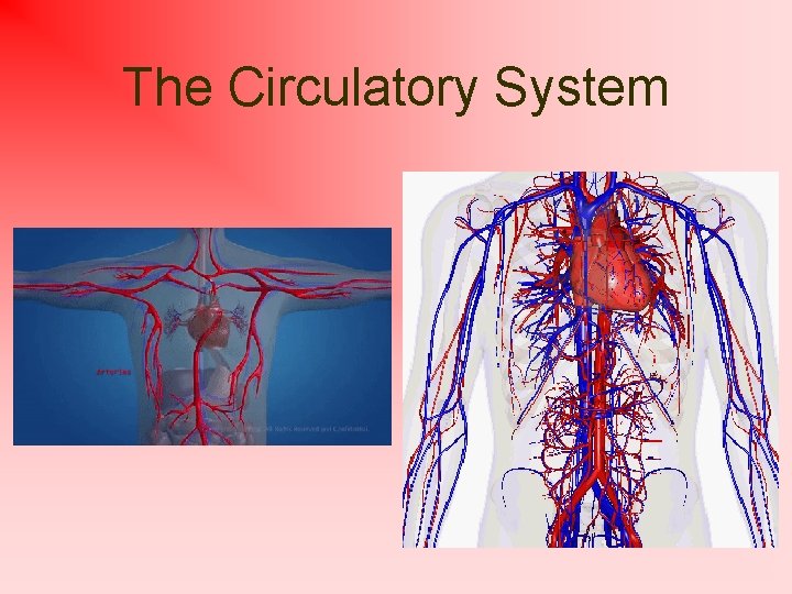 The Circulatory System 