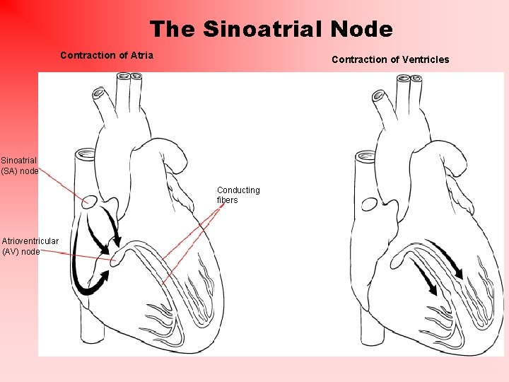 The Sinoatrial Node Contraction of Atria Contraction of Ventricles Sinoatrial (SA) node Conducting fibers