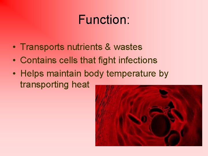 Function: • Transports nutrients & wastes • Contains cells that fight infections • Helps