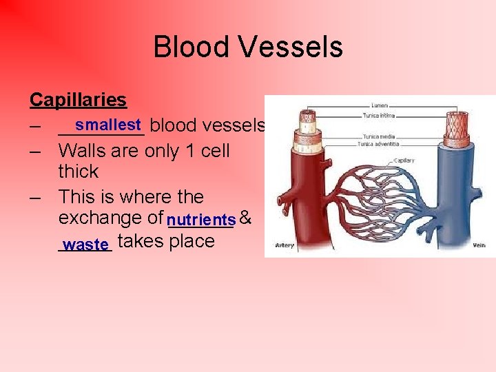 Blood Vessels Capillaries smallest blood vessels – ____ – Walls are only 1 cell